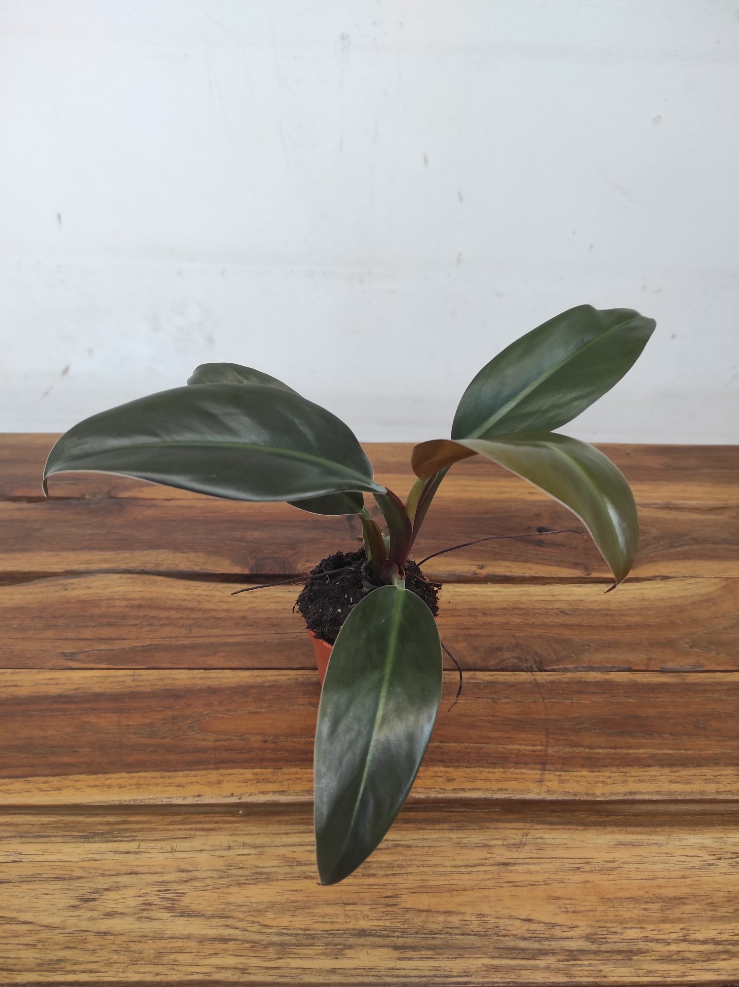 Philodendron 'Imperial Red'
