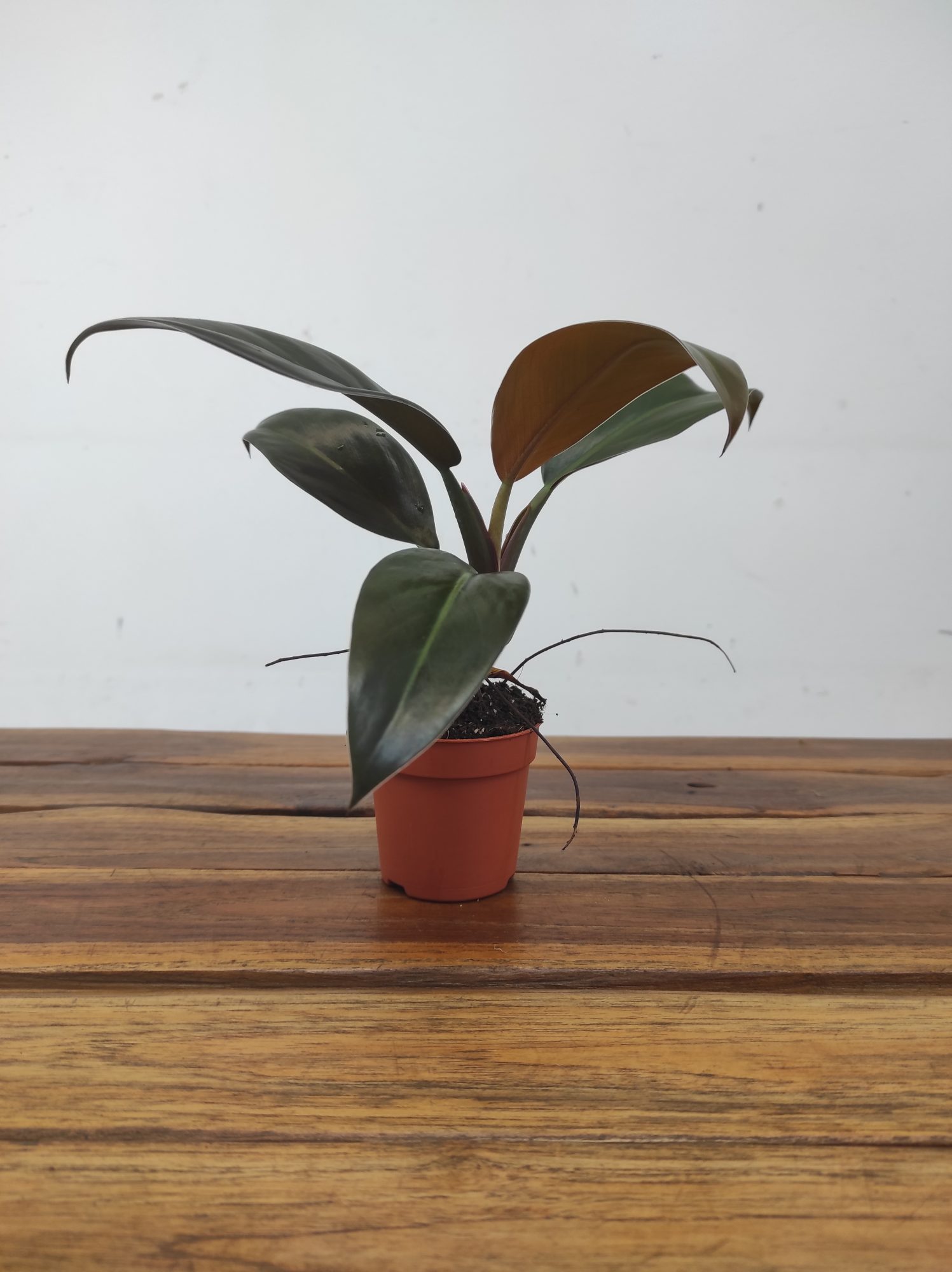Philodendron 'Imperial Red' - Image 2
