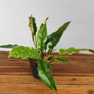 Philodendron Ring of Fire