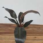 Philodendron 'Imperial Red'