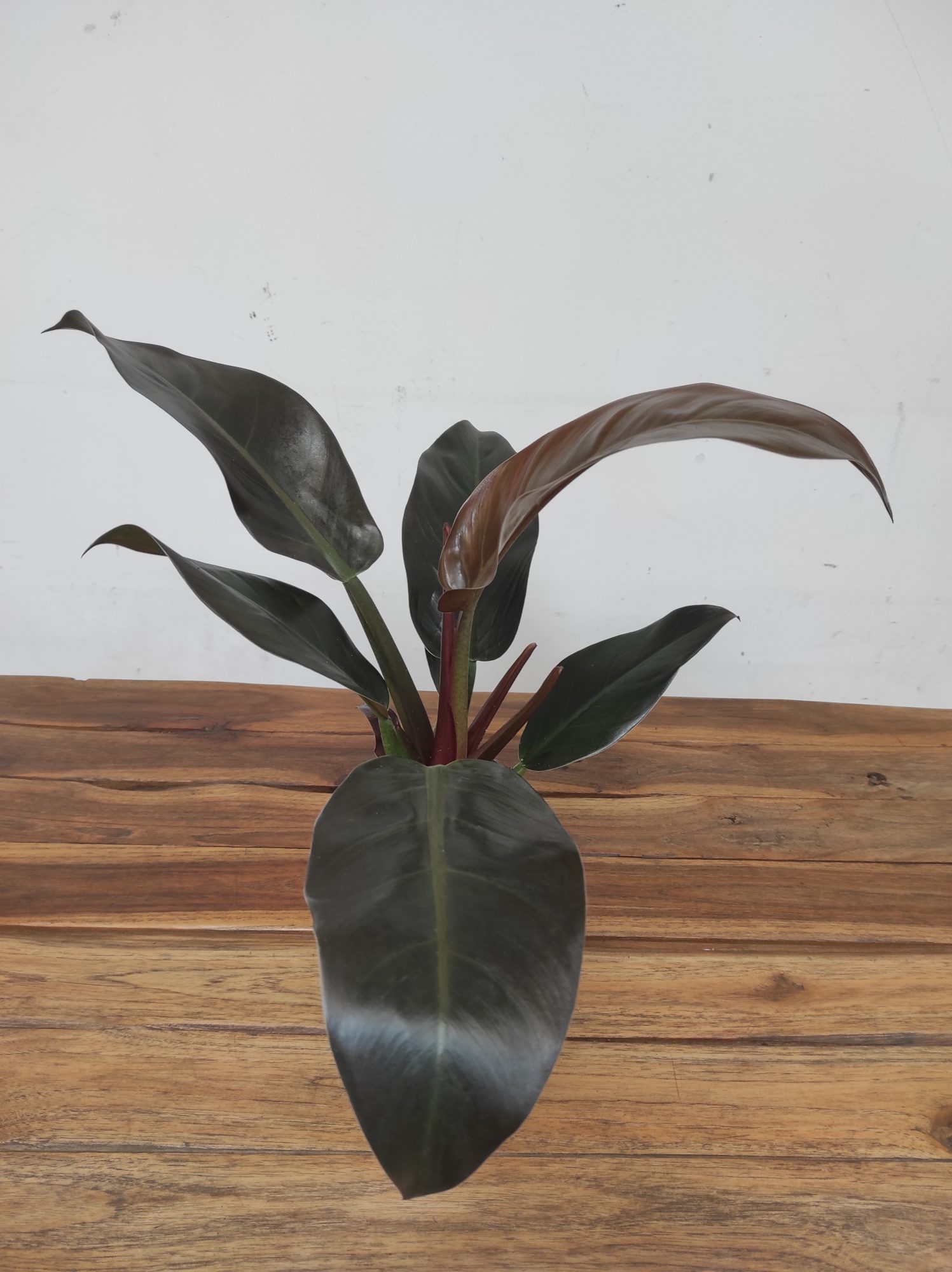 Philodendron 'Imperial Red'