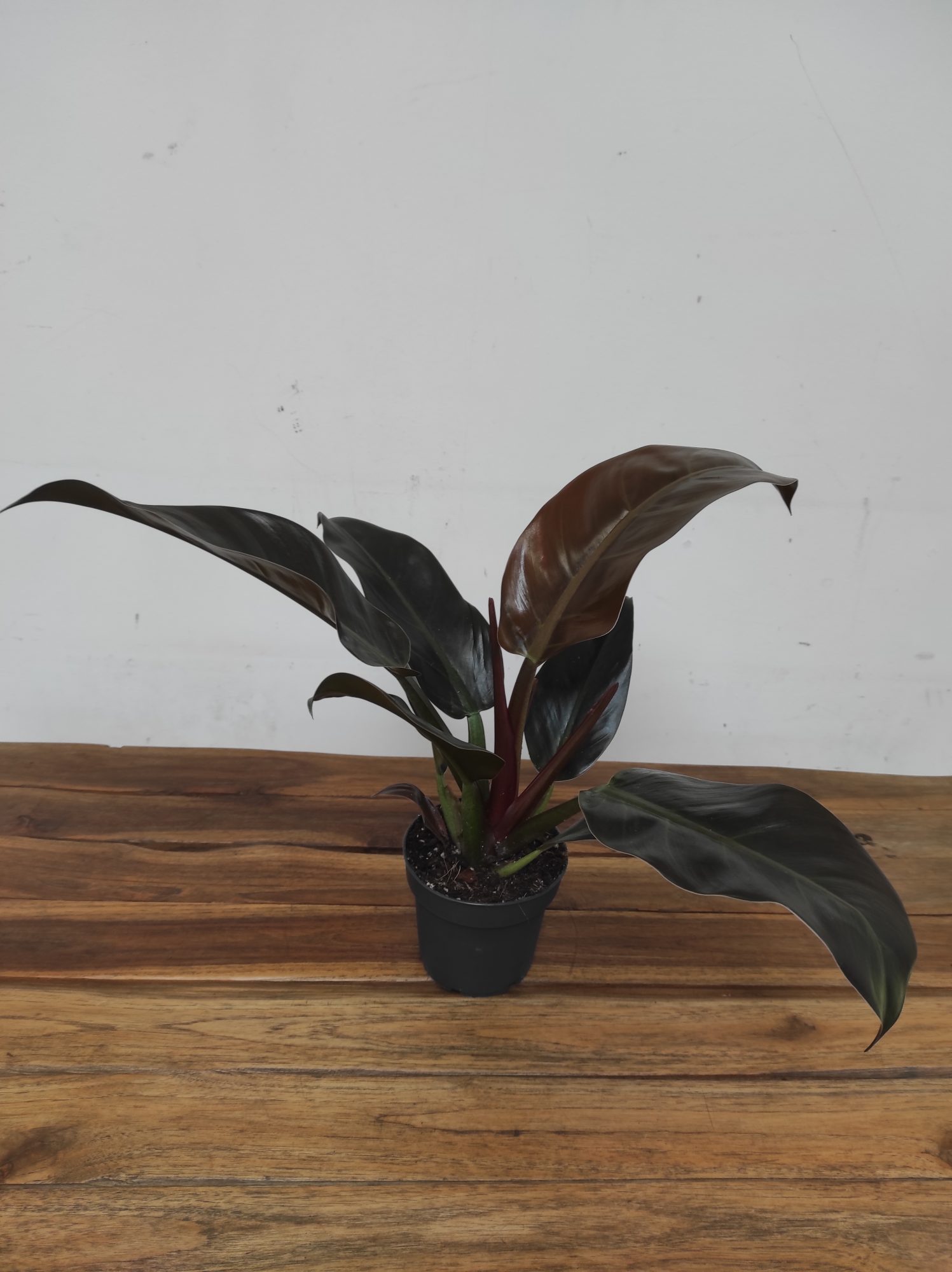 Philodendron 'Imperial Red' - Image 3