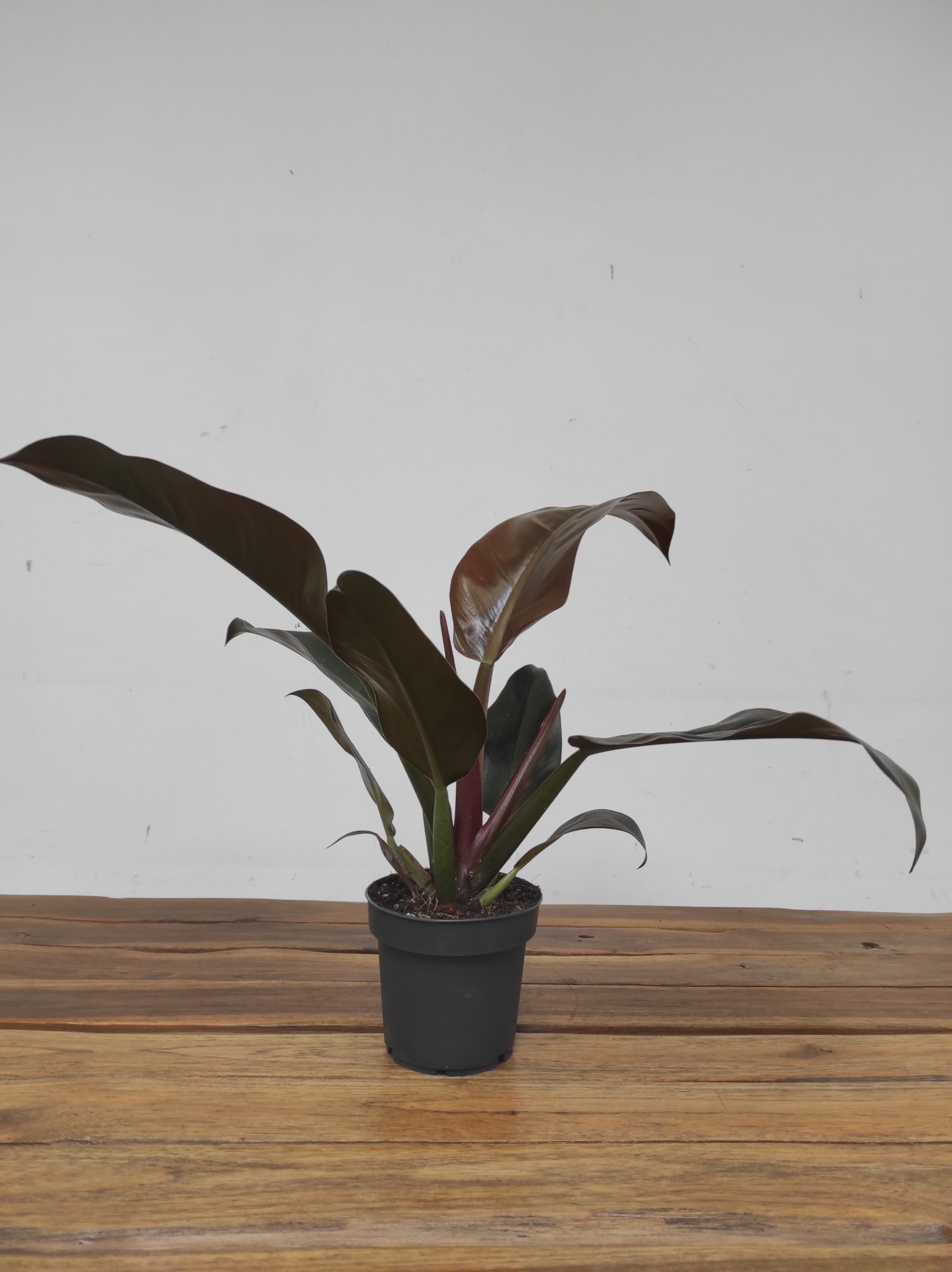 Philodendron 'Imperial Red' - Image 2