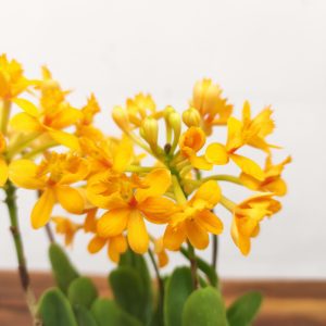 Epidendrum Amarelo