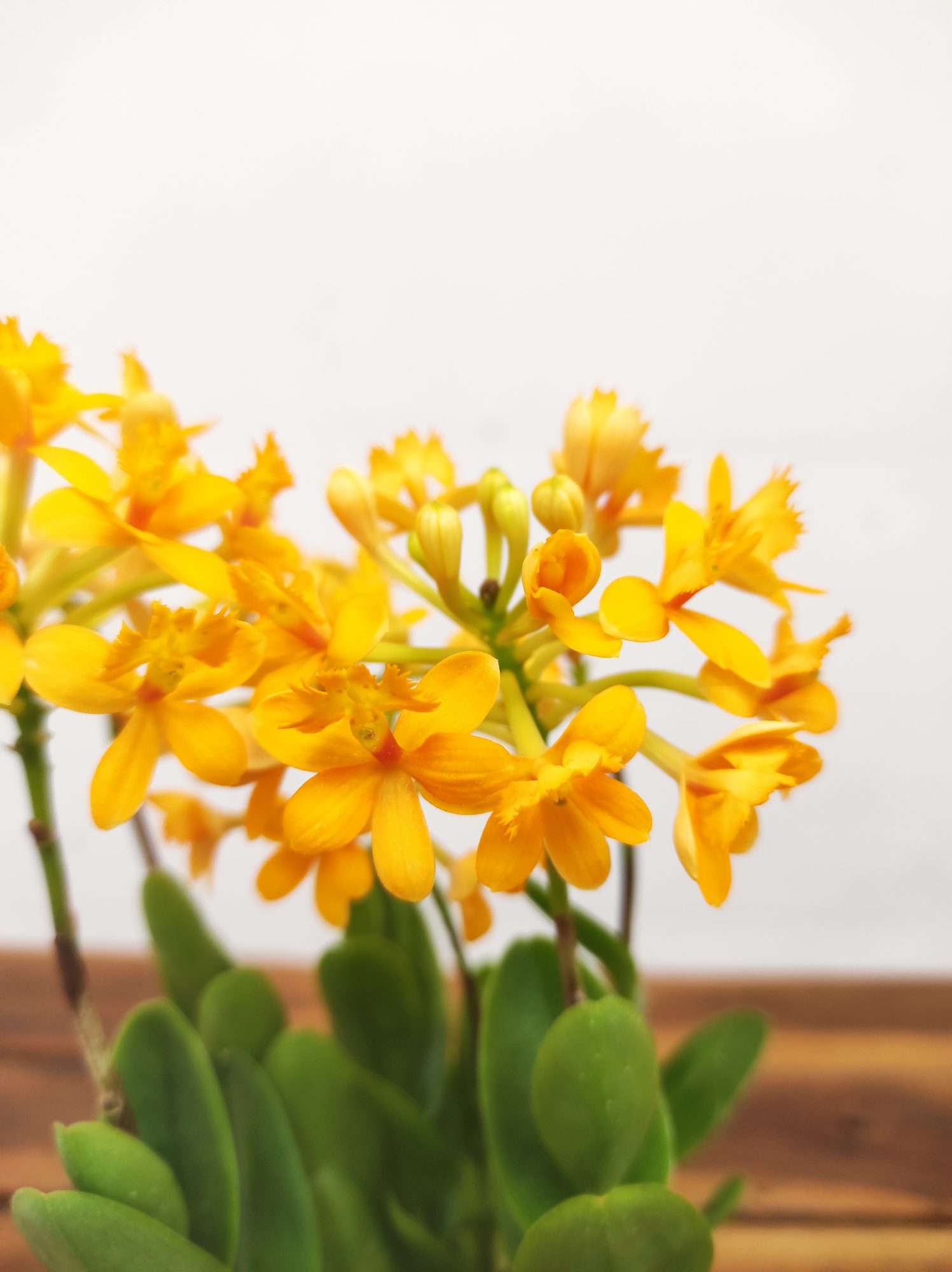 Epidendrum Amarelo