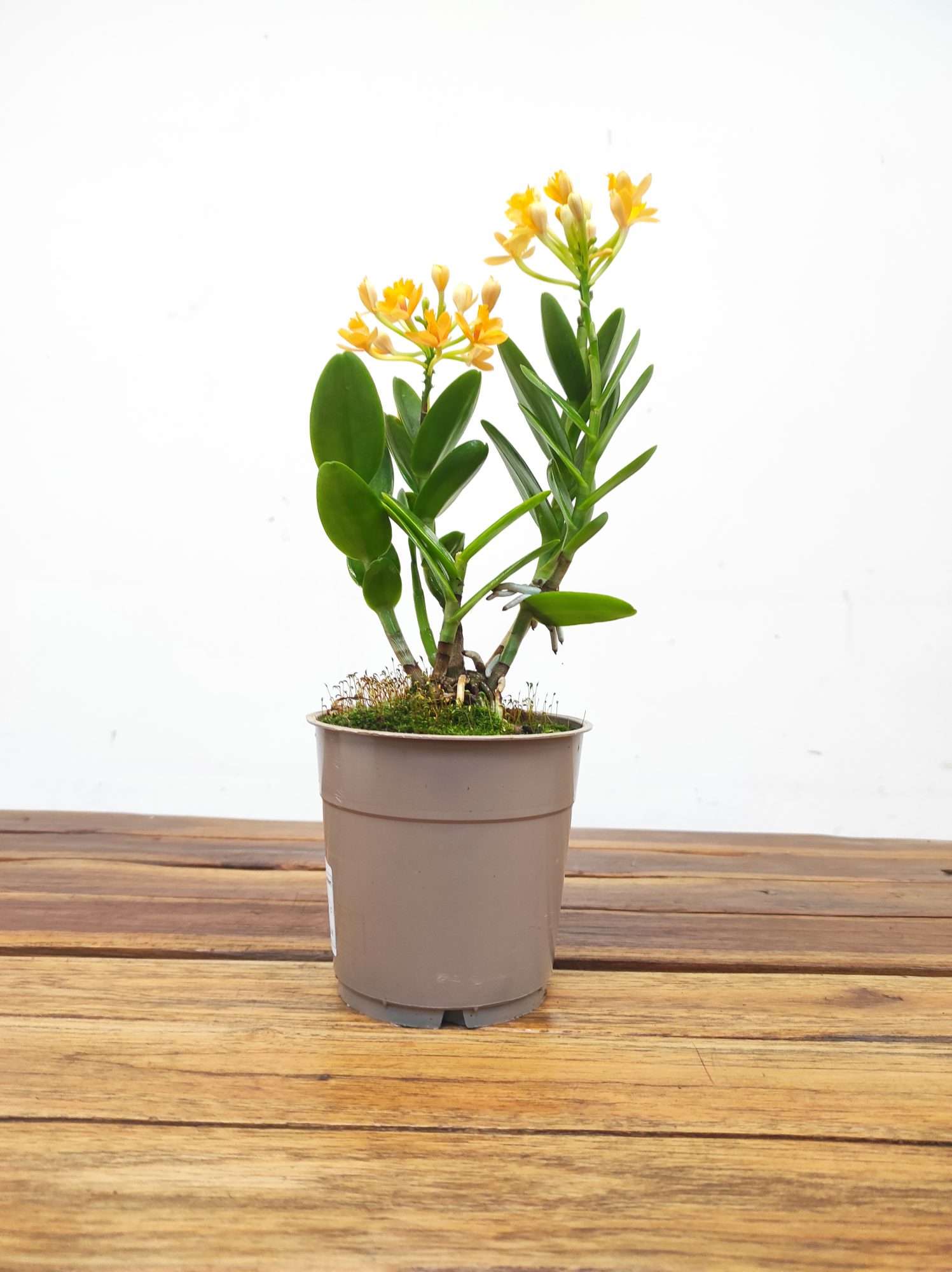 Epidendrum Amarelo - Image 2