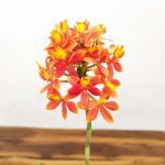 Epidendrum Laranja - V.12