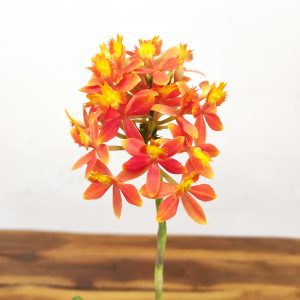 Epidendrum Laranja - V.12