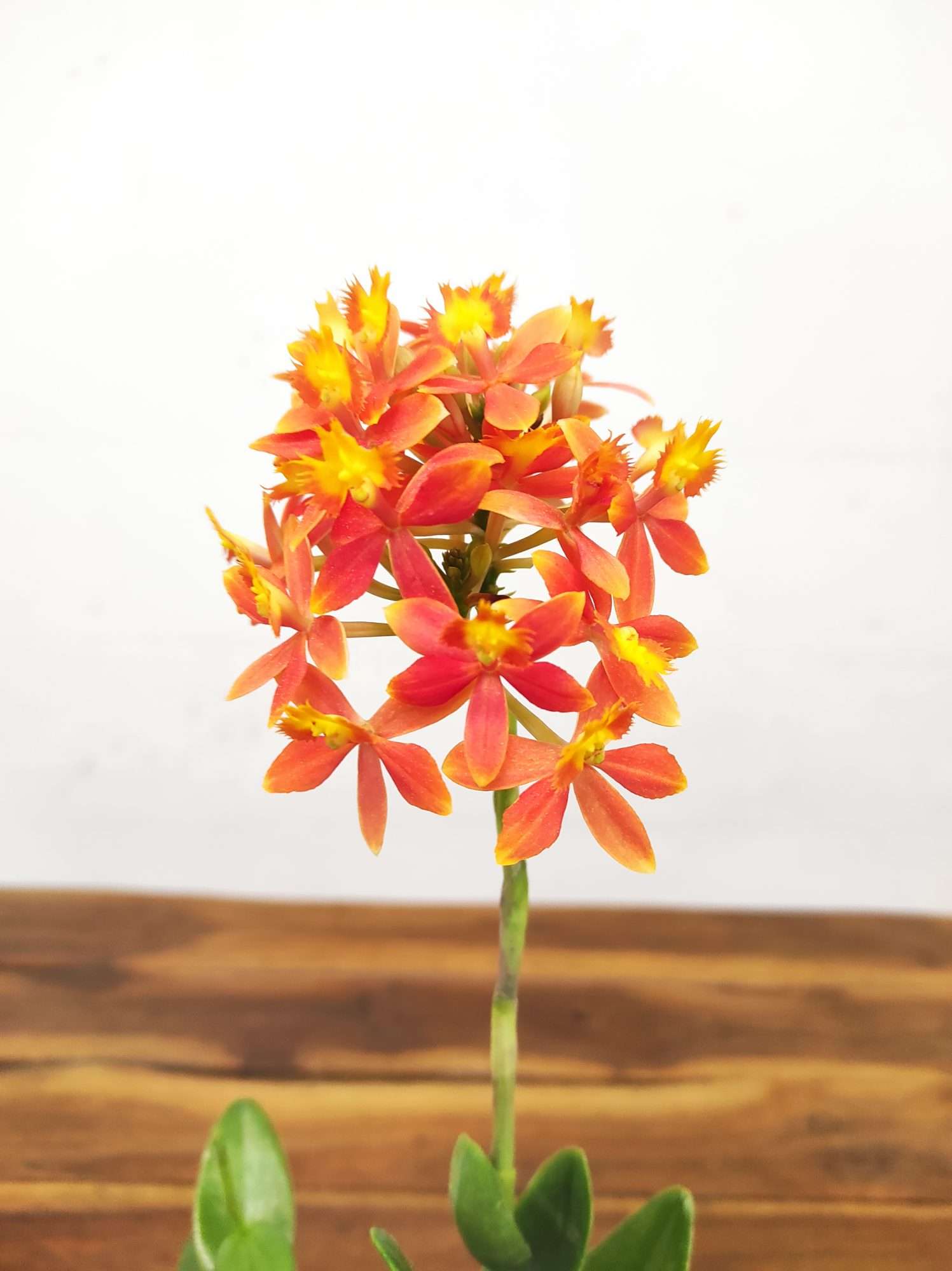 Epidendrum Laranja - V.12