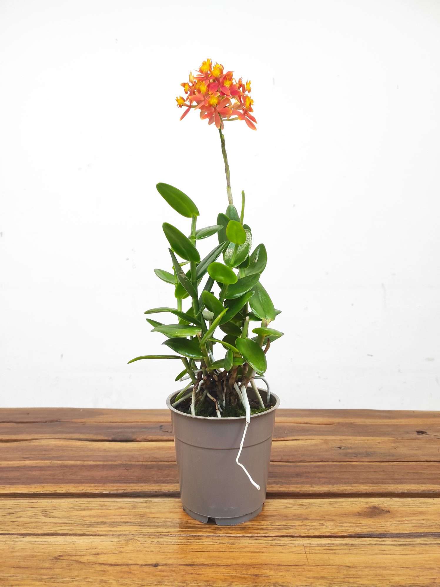 Epidendrum Laranja - V.12 - Image 2