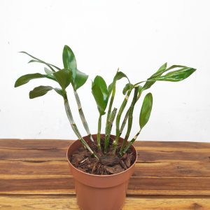 Dendrobium Farmeri Petaloid-  Album 'Hsinying'