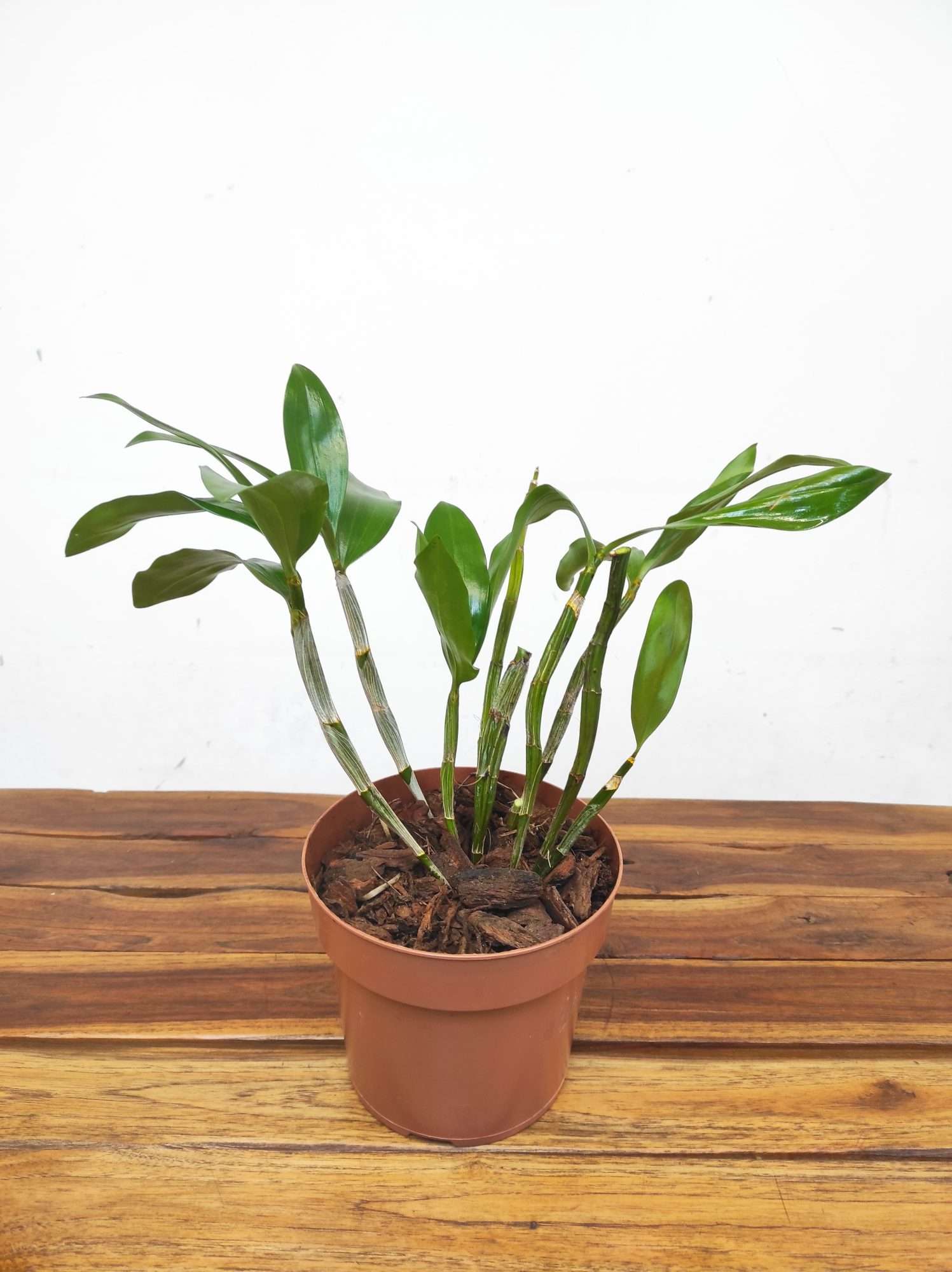 Dendrobium Farmeri Petaloid- Album 'Hsinying'