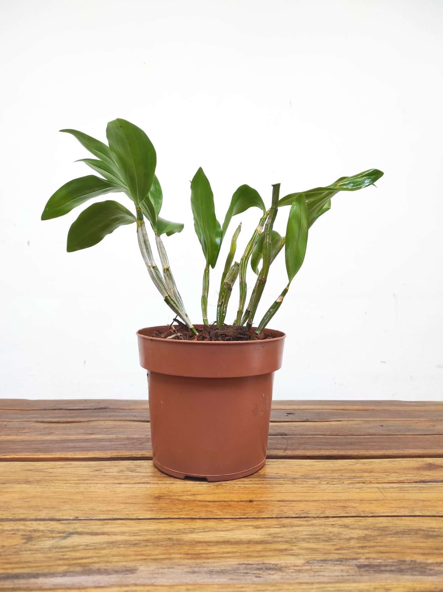 Dendrobium Farmeri Petaloid- Album 'Hsinying' - Image 2