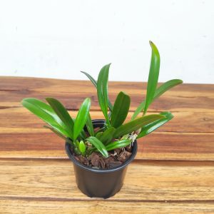 Bulbophyllum Affine - Sem Flor