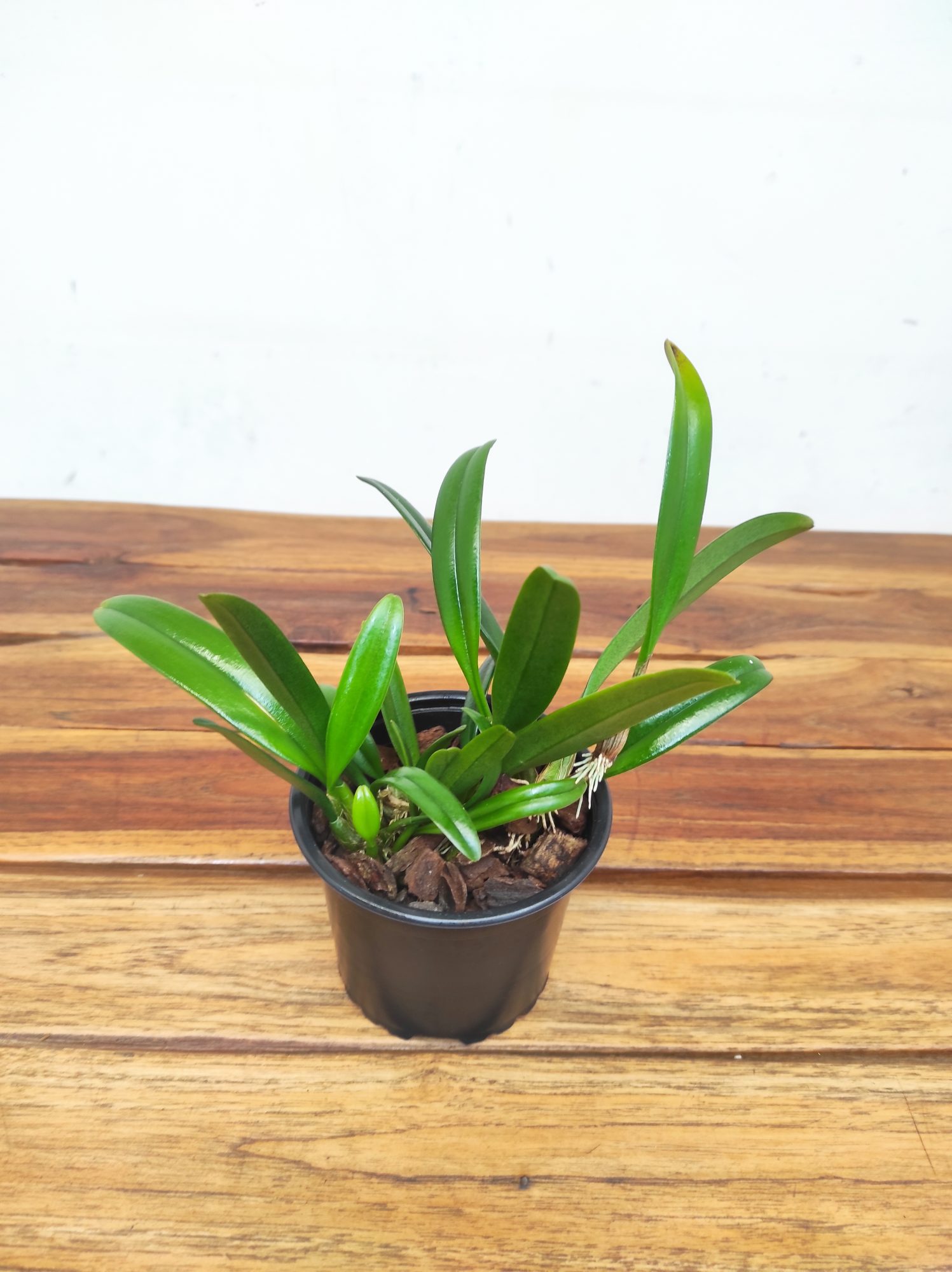 Bulbophyllum Affine - Sem Flor