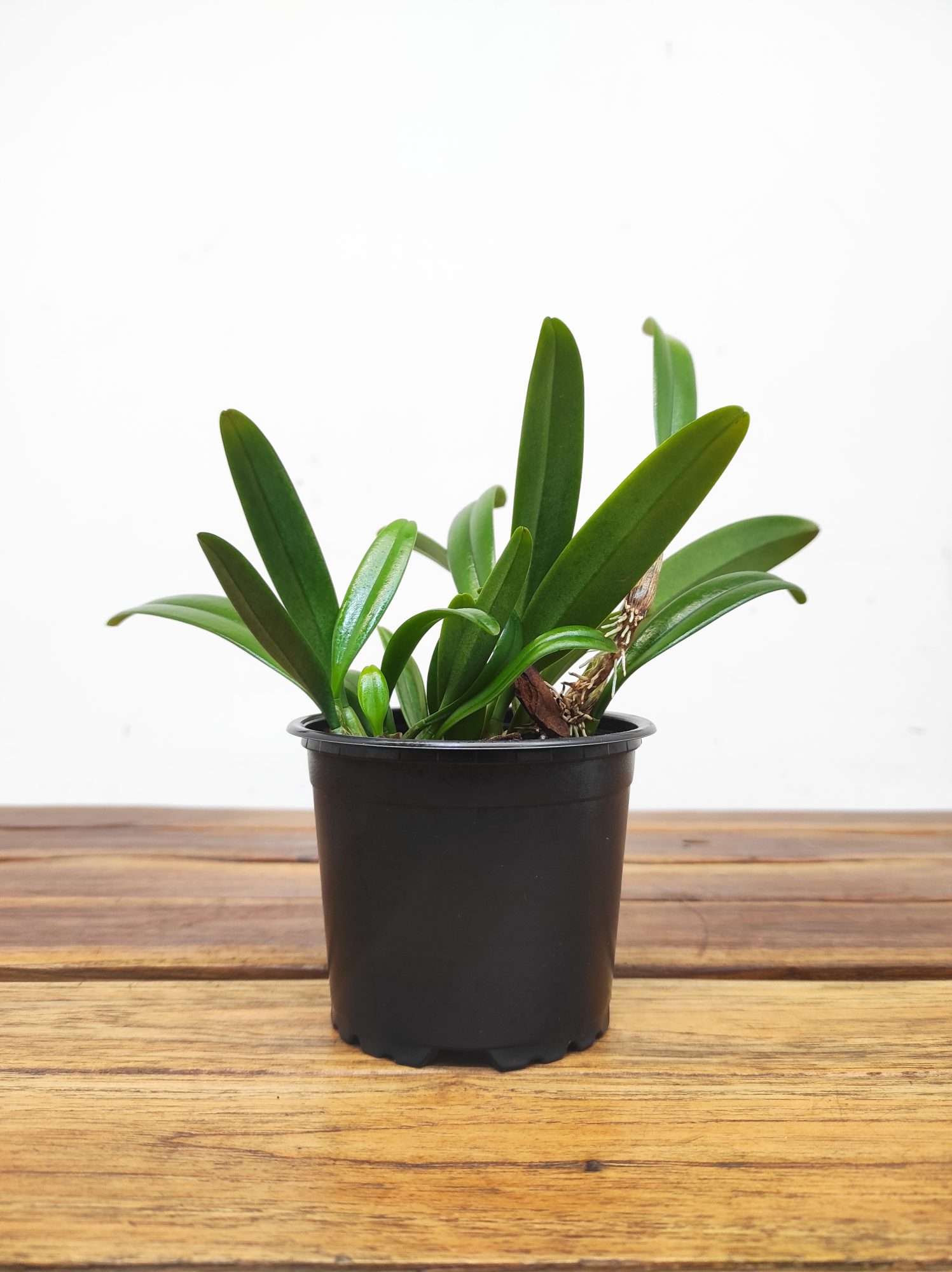 Bulbophyllum Affine - Sem Flor - Image 2