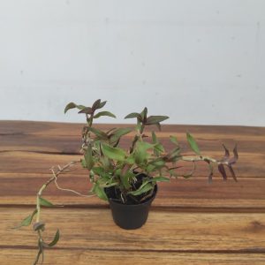 Epipendrum Quisayanum - Sem Flor