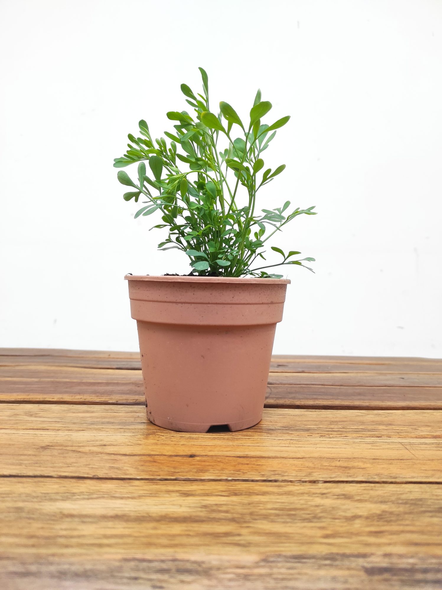 Arruda V.12 - Image 2