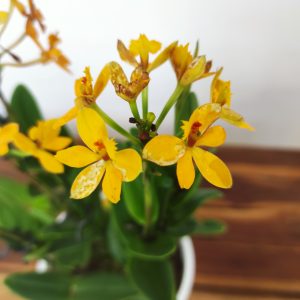 Epidendrum Amarelo