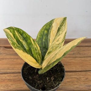 Epipremnum Pinnatum Marble Planet