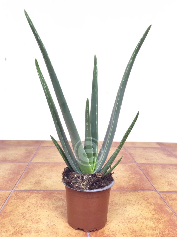 Aloe Vera - Image 2