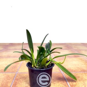 Bulbophyllum Affine - Sem Flor