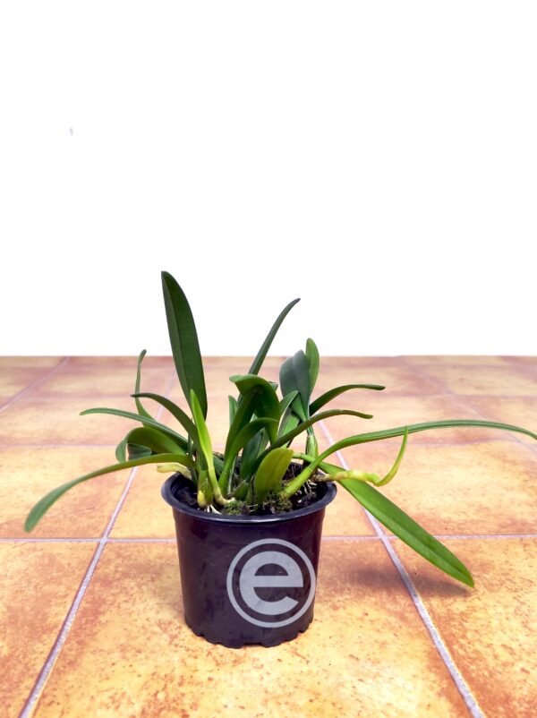 Bulbophyllum Affine - Sem Flor