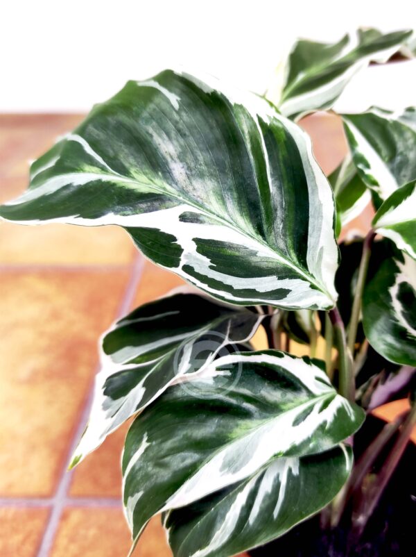 Calathea White Fusion V.7