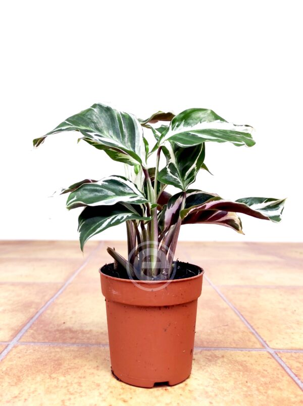 Calathea White Fusion V.7 - Image 2
