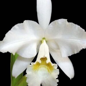 Cattleya Labiata F. Alba - Sem Flor