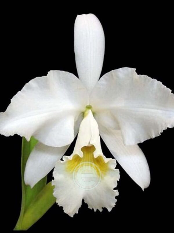 Cattleya Labiata F. Alba - Sem Flor