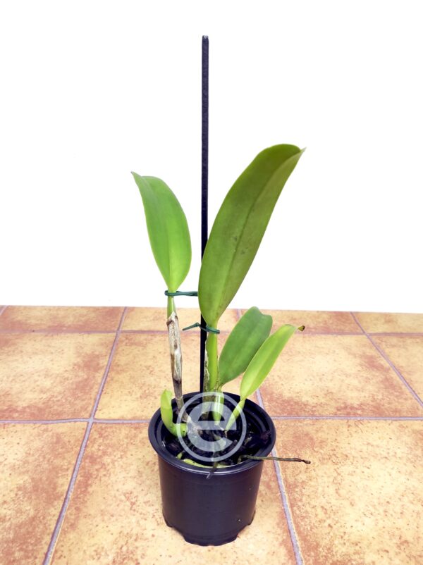 Cattleya Labiata F. Alba - Sem Flor - Image 2