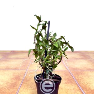 Epipendrum Quisayanum - Sem Flor