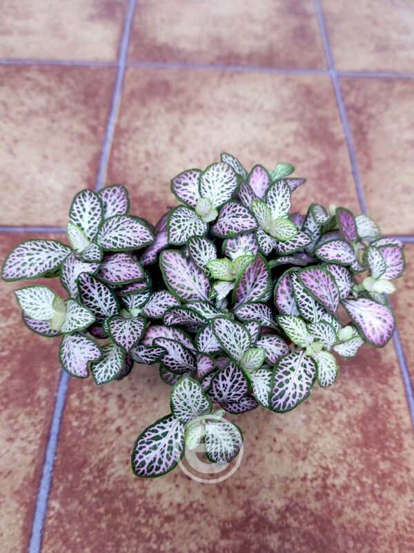 Fittonia - Image 2
