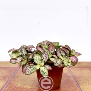 Fittonia