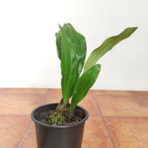 Stanhopea Xytriophora