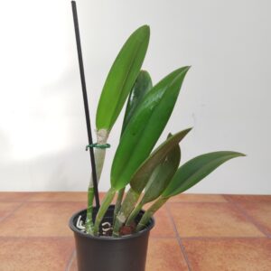Rhyncholaelia Digbyana