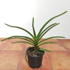 Vandachostyllis Dainty