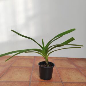 Vanda Tricolor Var. Suavis F. Alba
