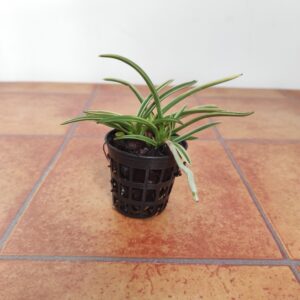 Vanda Falcata 'Higashidemiyako'