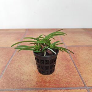 Vanda Falcata 'Kishu Ryokufu'