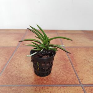 Vanda Falcata 'Juyeong'