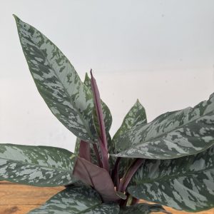 Apoballis Acuminatissima Red Sword