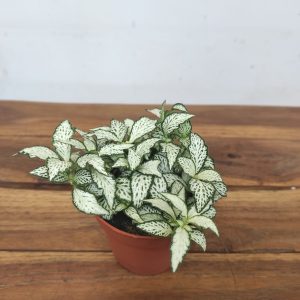 Fittonia