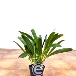 Masdevallia Infracta - Sem Flor