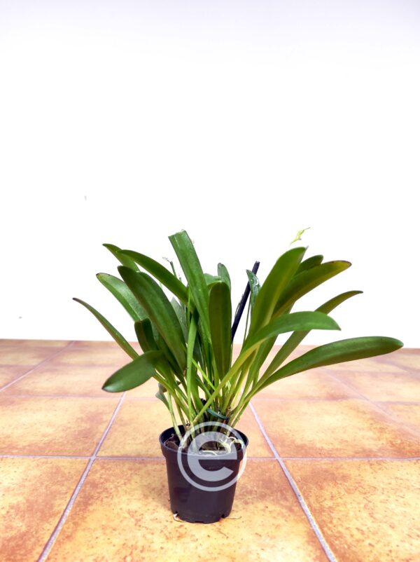 Masdevallia Infracta - Sem Flor