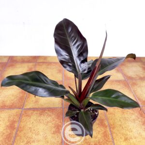 Philodendron Imperial Red