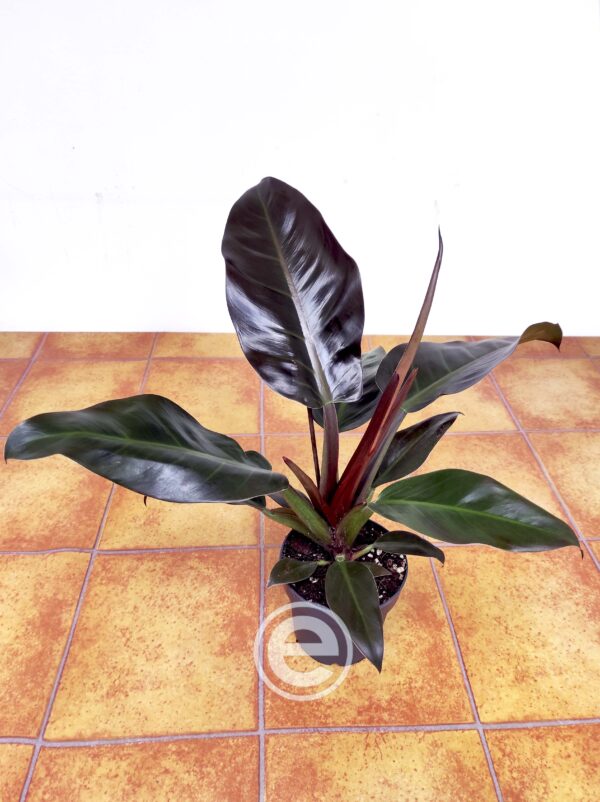Philodendron Imperial Red