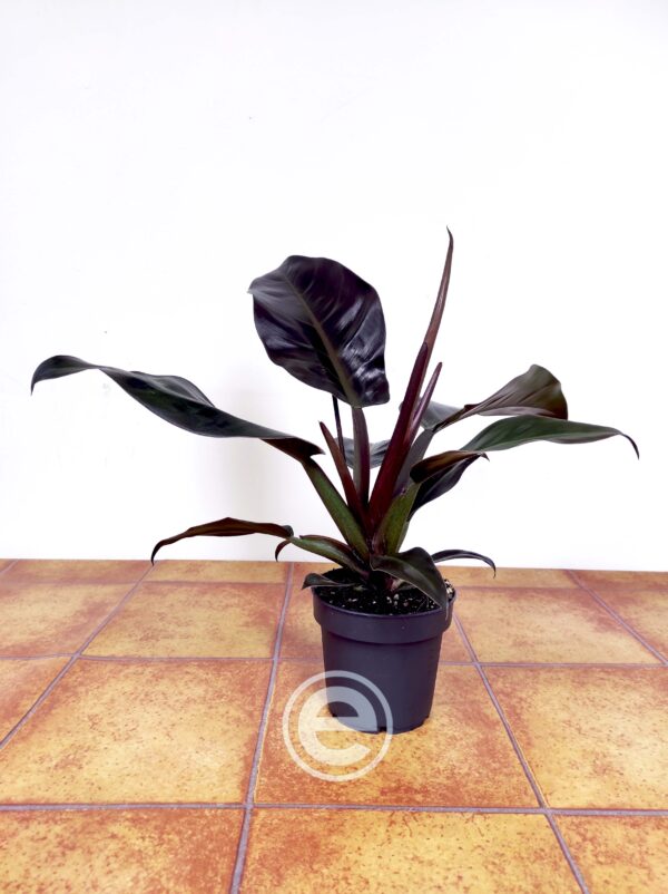 Philodendron Imperial Red - Image 2