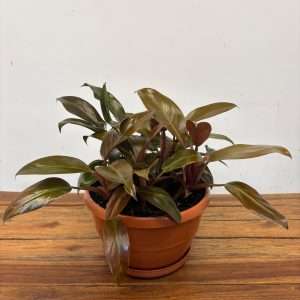 Philodendron 'Imperial Red'